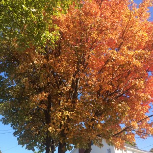 Tree displaying orange autumn leaves